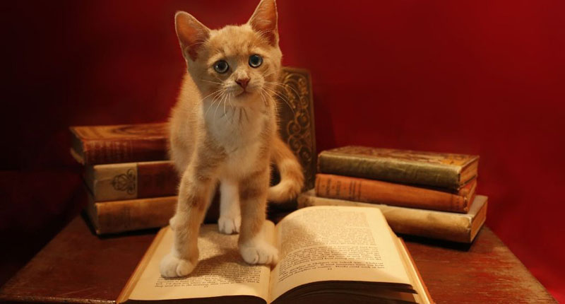 Livros sobre gatos